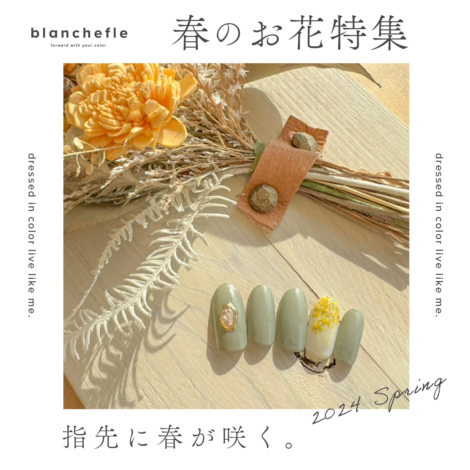 blanchefle spring flower 2024♡